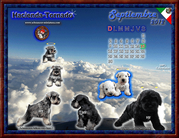 Obten Gratis!! el calendario del Schnauzer Miniatura...oprime aqu�!!